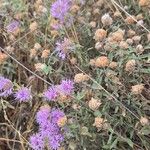 Monardella odoratissima Flower