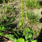 Plantago major Хабит