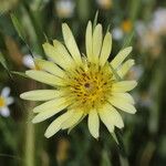 Tragopogon dubius 花