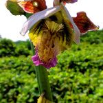 Eulophia horsfallii Flower