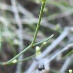 Calligonum polygonoides برگ