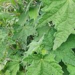 Pavonia urens Hoja