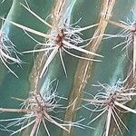 Ferocactus pilosus Ліст