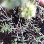 Teucrium dunense Hoja