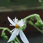 Saxifraga stolonifera Λουλούδι