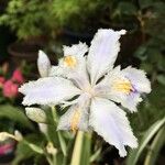Iris japonica പുഷ്പം