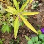 Impatiens balsamina Leaf