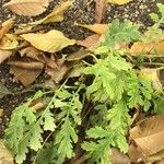 Tanacetum macrophyllum Leaf