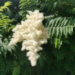 Sorbaria kirilowii ফুল