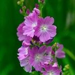 Sidalcea neomexicana Цвят