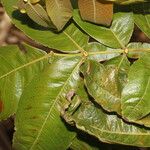 Inga edulis Leaf