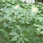 Peucedanum ostruthium Агульны выгляд