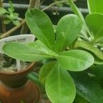 Scaevola taccada Frunză