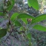 Muehlenbeckia hastulata Otro