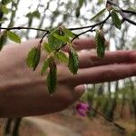 Carpinus orientalis Blad