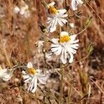 Schizanthus tricolor