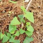 Persicaria perfoliata पत्ता