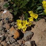 Brassica repanda Fiore