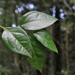 Chionanthus broomeanus Feuille