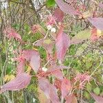 Cornus racemosa Yaprak