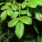 Rosa corymbifera Blad