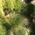 Festuca heterophylla Hoja