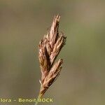 Carex praecox Plod