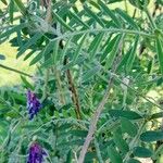 Vicia villosa Hoja