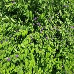Solanum laciniatum Hábito