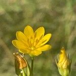 Blackstonia perfoliata Flower