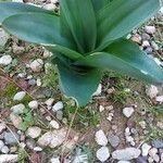 Pancratium illyricum Hoja