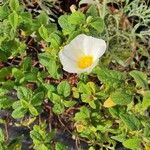 Cistus salviifoliusFlower