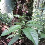Anisosepalum alboviolaceum Hábito