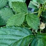 Rubus scaber Feuille