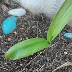 Albuca bracteataBlatt