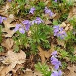 Viola pedata Leaf