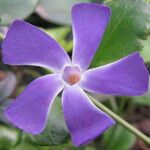 Vinca majorKwiat