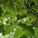 Quercus × rosacea Blad