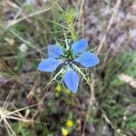 Nigella arvensisFlower