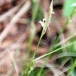 Carex alba 花