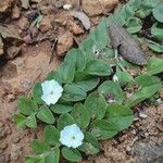 Evolvulus sericeus Flower