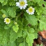 Tanacetum parthenium Blatt