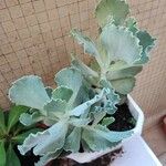 Kalanchoe rhombopilosa Blatt