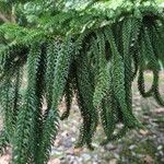 Araucaria heterophylla Blad