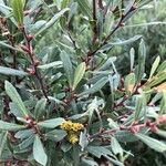 Myrica gale Leaf