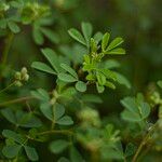 Crotalaria medicaginea ഇല