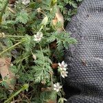 Erodium lebelii Natur