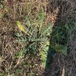 Cirsium vulgare Elinympäristö