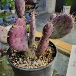 Opuntia macrocentra List