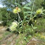 Onobrychis caput-galli Fruit